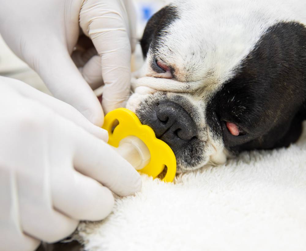 Cánulas orofaríngeas para uso veterinario - Imagen 4